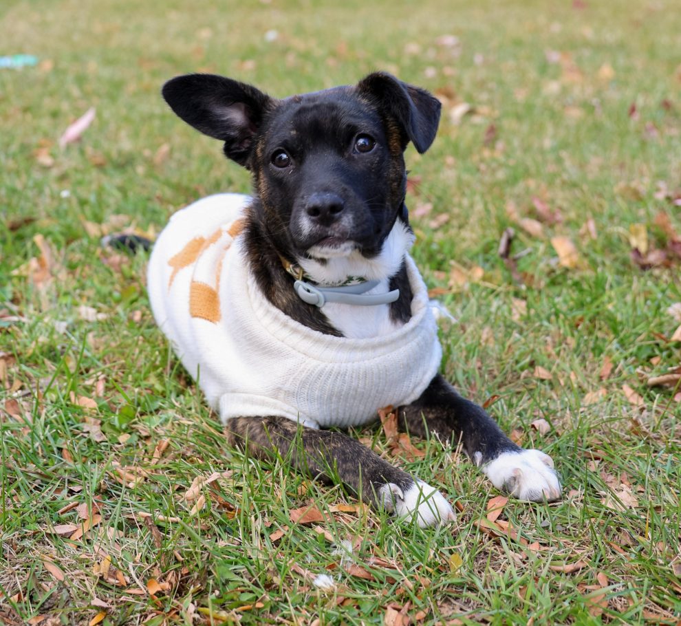 Indie ~ Peachy's emotional support dog